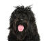 En portugisisk vattenhunds lojala ansikte med en rufsig frisyr