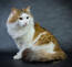 En alert ginger tabby bicolour ragamuffin katt