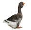 Toulouse Goose mot en vit bakgrund