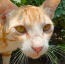 Närbild av en rödbrun arabisk mau katt i ansiktet