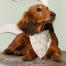 Hund satt på en stol i en blommig tryckt cath kidston bandana Hund satt på en stol i en blommig tryckt cath kidston bandana