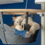 Söt vit fluffig katt som leker med fiskleksak i hängmattan i ett Omlet Golv till tak kattträd