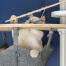 Vit katt leker med fiskleksak i Omlet Freestyle Golv till tak kattträd hängmatta