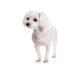En härlig liten maltese som visar upp sin korta vita päls och sina slappa öron.