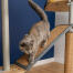 Katt på Freestyle inomhus Golv till tak kattträdsplattform med utbytbar sisal