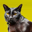 Mandalay katt i närbild mot en gul bakgrund