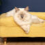 Söt vit fluffig katt som sitter på mellow yellow memory foam katt säng med mässing cap fötter Söt vit fluffig katt som sitter på mellow yellow memory foam katt säng med mässing cap fötter