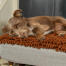 Hund som ligger på Omlet Topology hundbädd med mikrofiberöverdrag med mässingskåpa träfötter Hund som ligger på Omlet Topology hundbädd med mikrofiberöverdrag med mässingskåpa träfötter