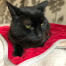 En svart katt som sitter på en röd kattfilt.