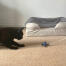 Svart katt leker med sjöstjärna kattleksak Svart katt leker med sjöstjärna kattleksak