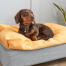 Taxen Winston älskar sin Topology hundsäng i storlek small med bäddmadrassen beanbag.
