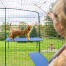 Katt som klättrar på blå katthylla i catio utomhus med synliga dräneringshål Katt som klättrar på blå katthylla i catio utomhus med synliga dräneringshål