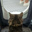 Katt som sitter i Maya kattlådan möbler för att få avskildhet