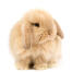 Fluffig holland lop kanin mot en vit bakgrund