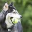 Hund som leker med en kong tennisboll