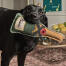 En labrador som håller i hundleksaken bubbles & fizz av sophie allport