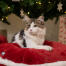 Kattunge i Omlet jul kattbädd