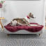 Greyhound vilar i en hundbädd av memory foam Topology 