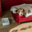 Hund sover på sin bolster hund säng Hund sover på sin bolster hund säng