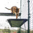 Katt som klättrar på blå katthylla utomhus i catio utomhus Katt som klättrar på blå katthylla utomhus i catio utomhus