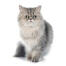 Persisk katt i tenn som sitter mot en vit bakgrund