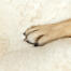 Närbild av hundtass på Omlet Topology fårskinnsöverdrag