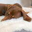 Närbild av en taxfågel som sover på Omlet Topology hundbädd med fårskinnsöverdrag