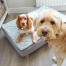 Hund i en Luxury Topology hundbädd Hund i en Luxury Topology hundbädd