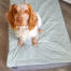 Hund i en Luxury Topology hundbädd Hund i en Luxury Topology hundbädd
