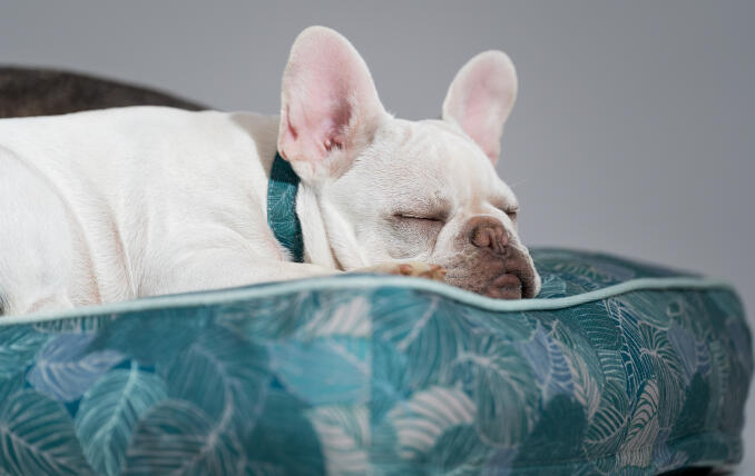 En vit fransk bulldogg vilar huvudet på Omlets mjuka kuddsäng