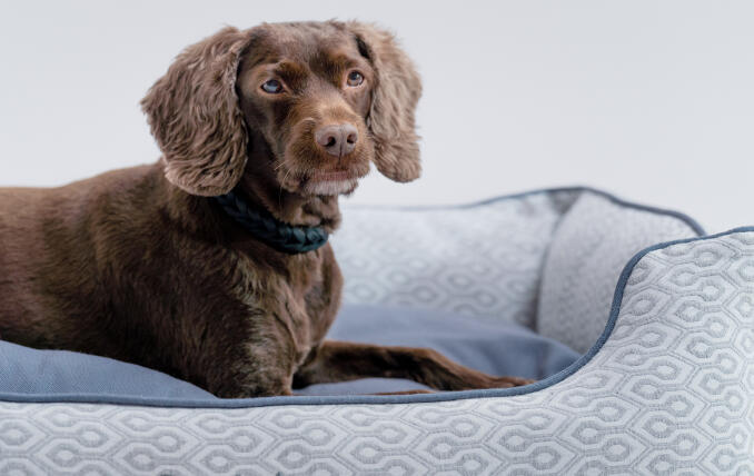 En mindre retriever ligger på Omlets snygga och portable hundkrypin