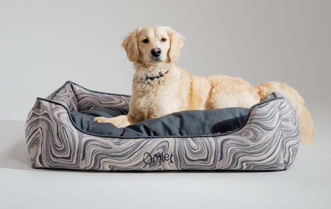 En mindre retriever ligger på Omlets snygga och portable hundkrypin