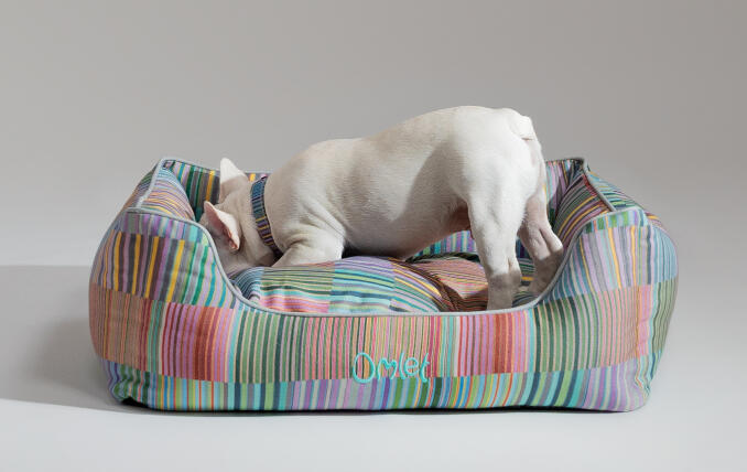 En vit fransk bulldogg vilar på Omlets snygga hundkrypin
