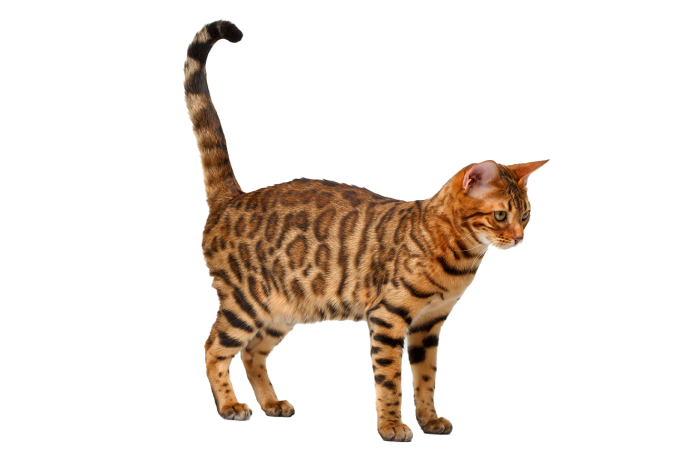 Katt