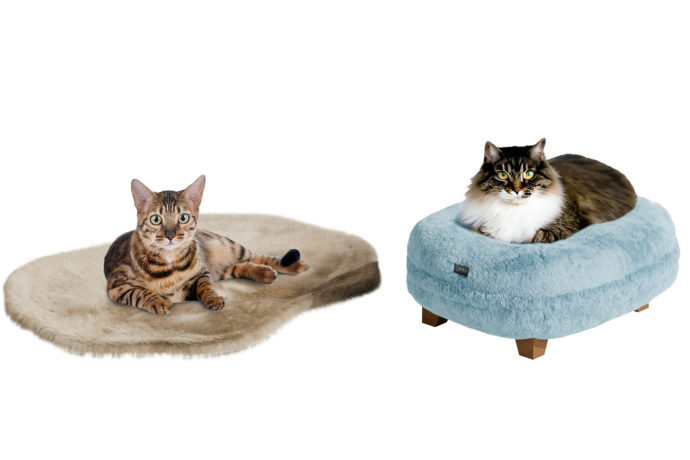 Katter som sover i kattsängar