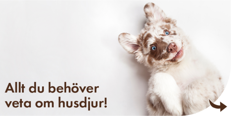 Allt du behöver veta om husdjur