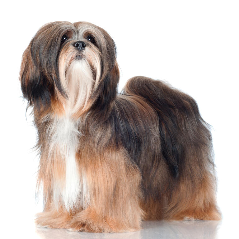 Lhasa apso Hundar