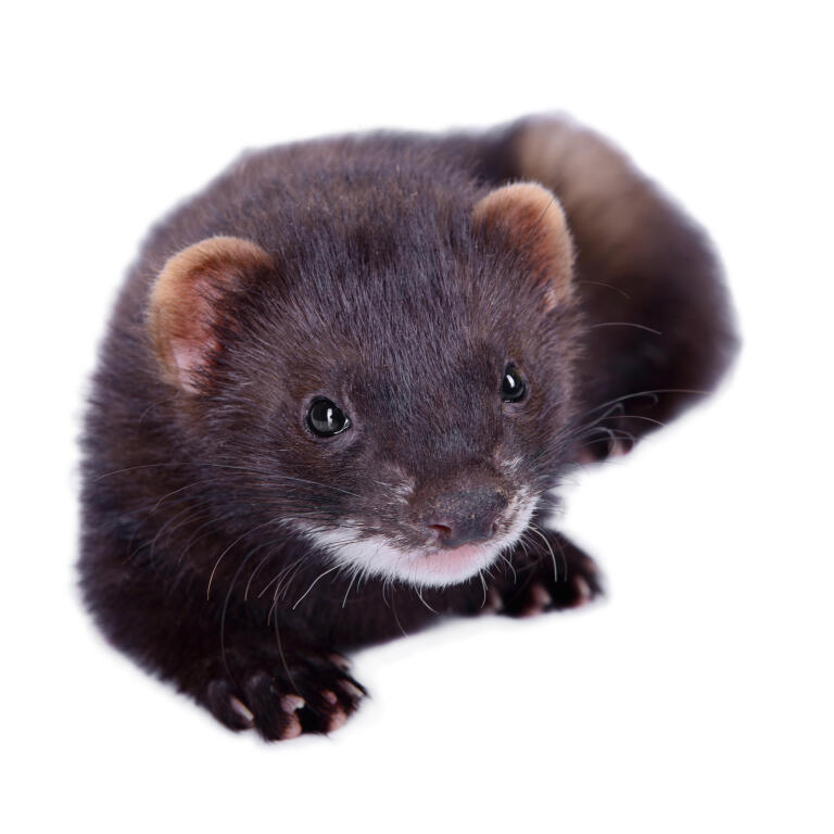 ill salu Ferrets Rasinformation Omlet