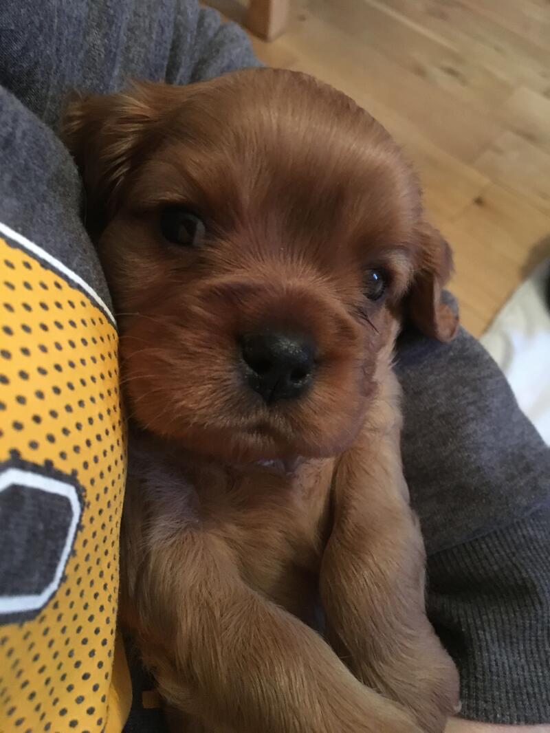 Cavalier king charles spaniel | Hundar | Rasinformation | Omlet