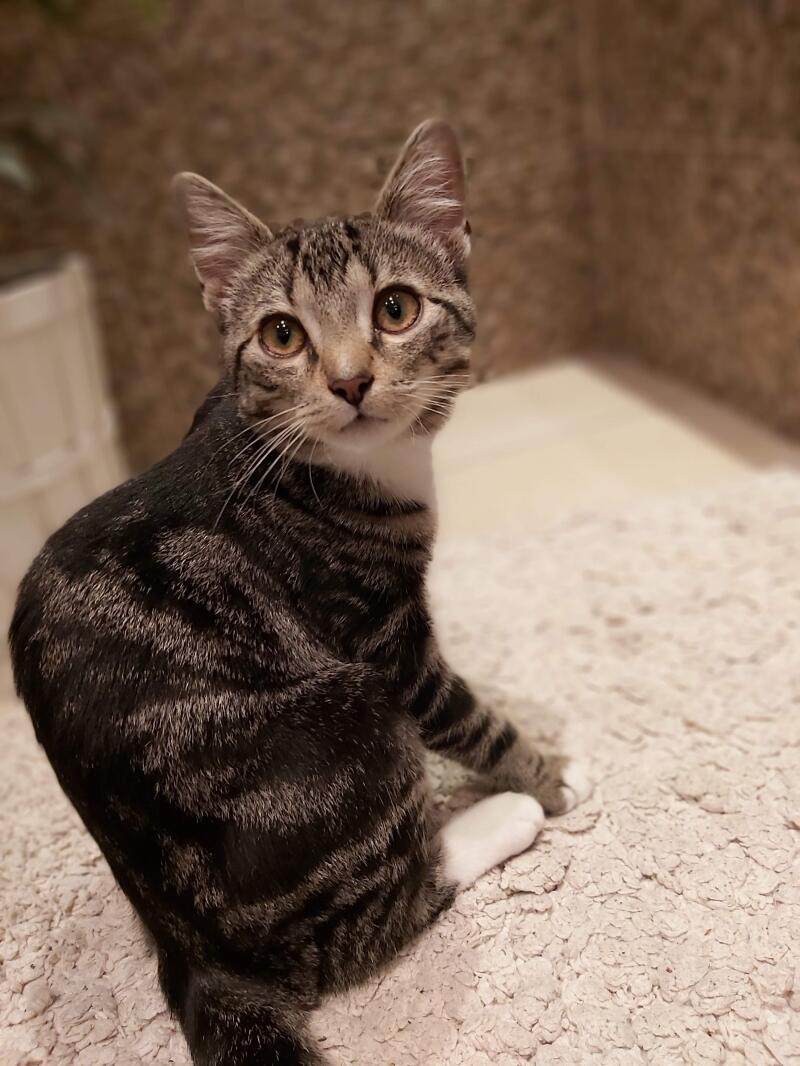 european-shorthair-chats-nina-0dfe257e_bed66695.jpg