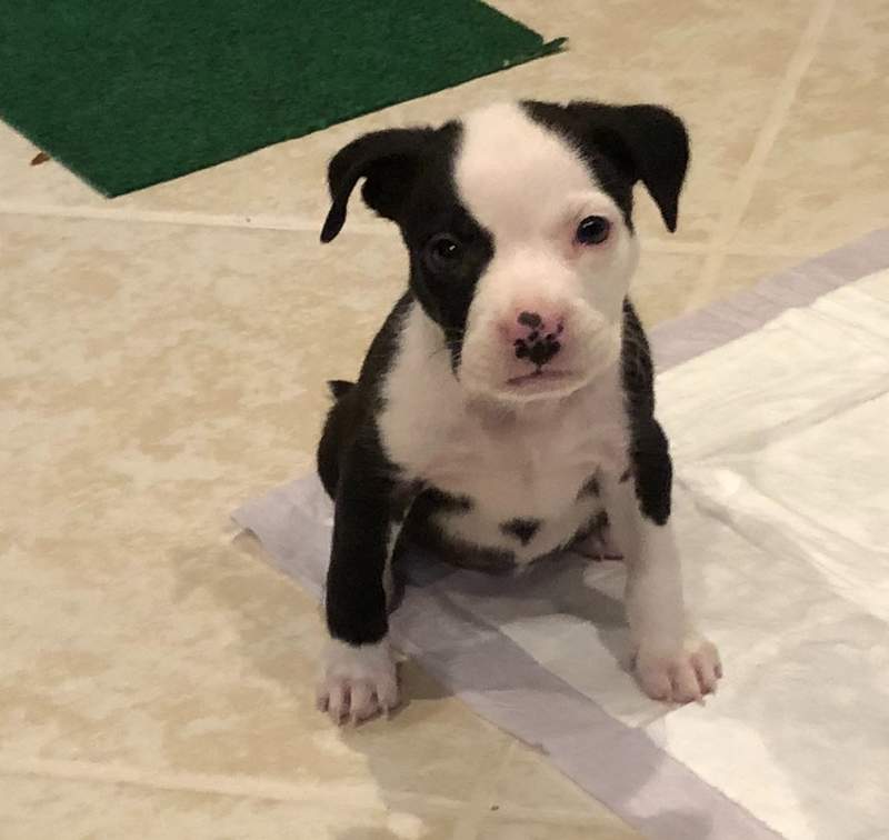 Staffordshire Bullterrier Hundar Rasinformations Omlet Staffordshire Bullterrier Hundar Rasinformations Omlet