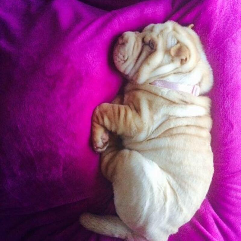 Shar Pei Hundar Rasinformations Omlet