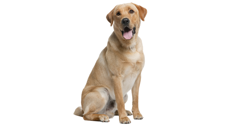 Labrador hundguide