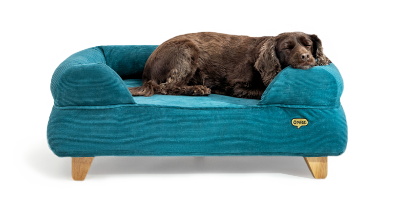 Hund som sover i en hundbädd av memory foam