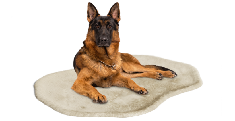 Stor hund som vilar i Omlet hundfilt