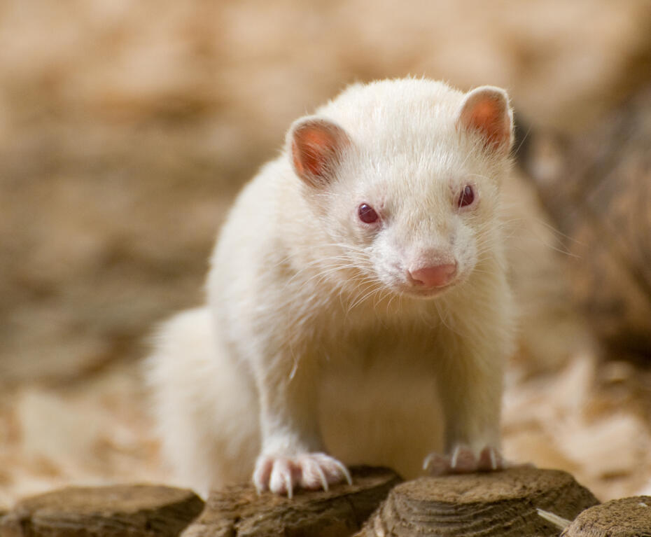 ill salu | Ferrets | Rasinformations | Omlet