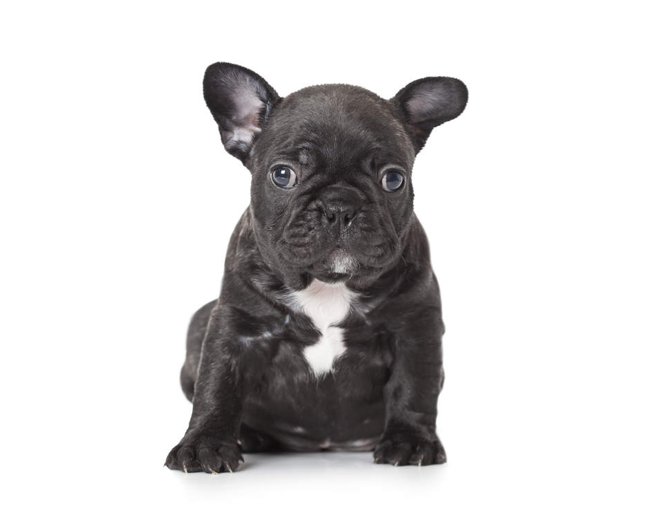 Fransk bulldogg | Hundar | Rasinformations | Omlet