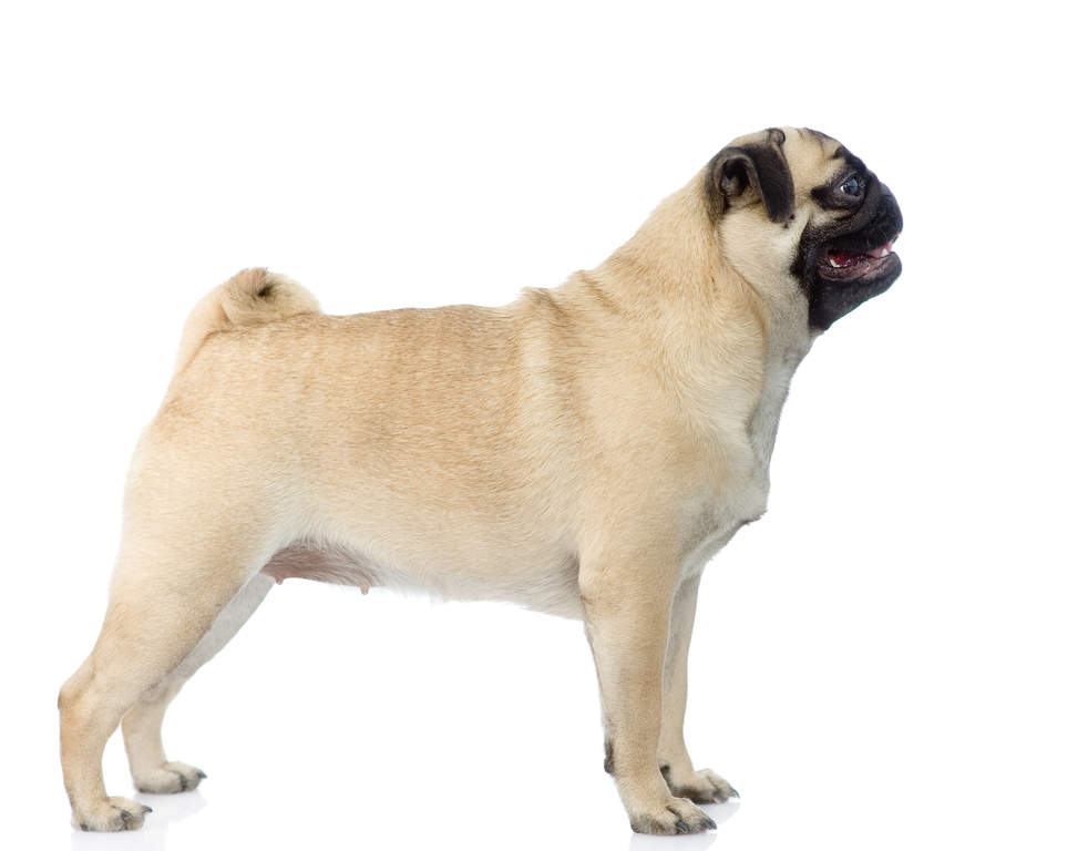 Mops Hundar Rasinformations Omlet