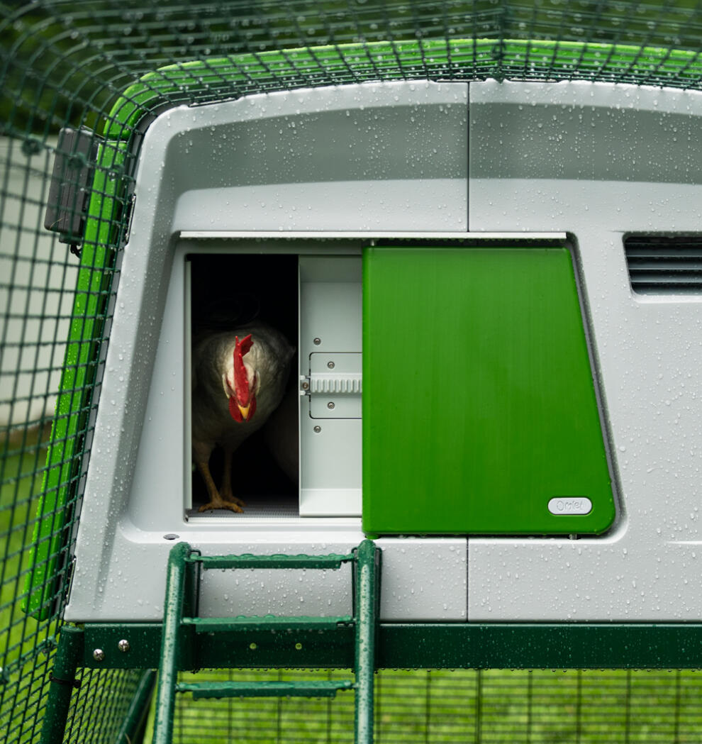 En kyckling som lämnar Eglu Cube som använder Autodoor.