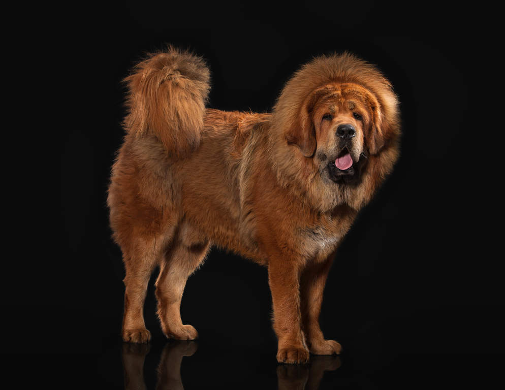 Tibetansk Mastiff Hundar